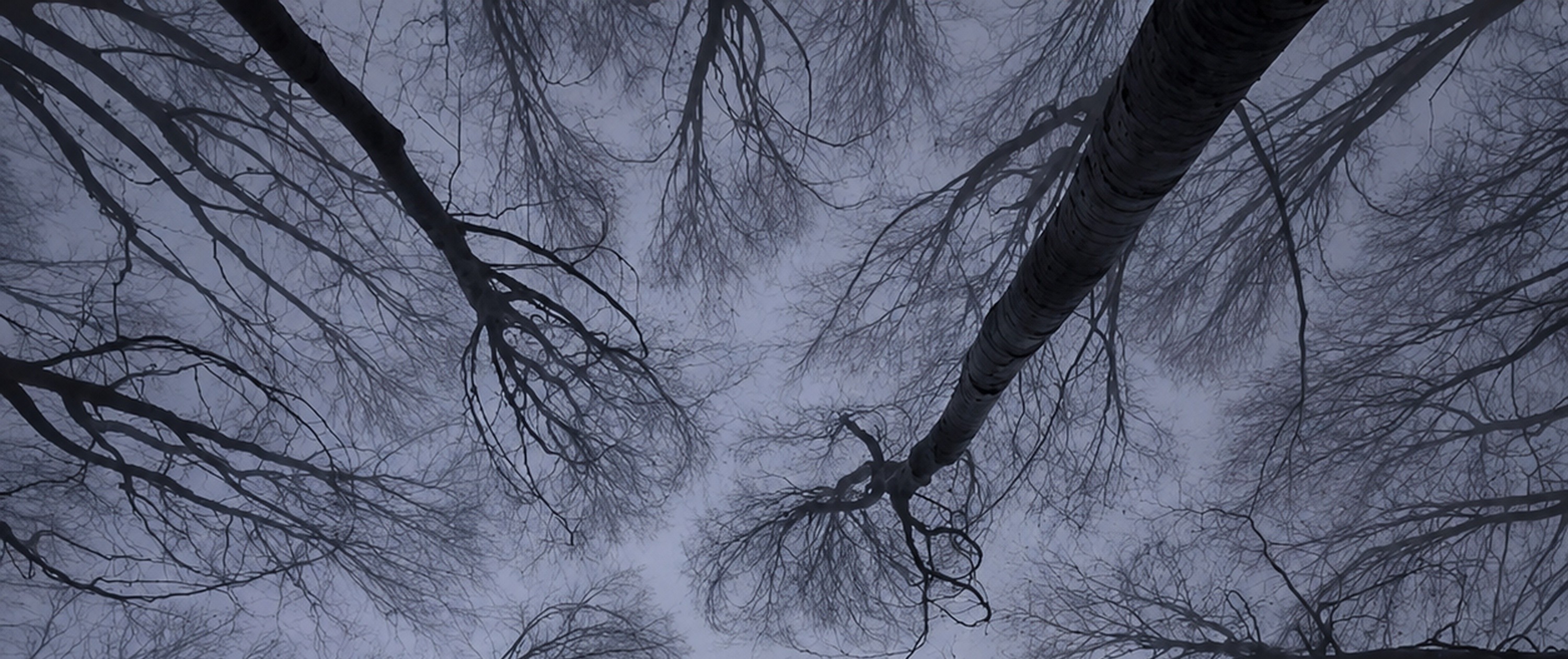 Looking up through bare winter trees into a misty sky